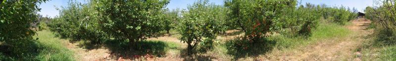 Pettys Orchard